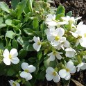 Arabis alpina 'Bonnet de Neige'2